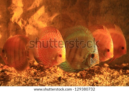 Five colorful discus fish