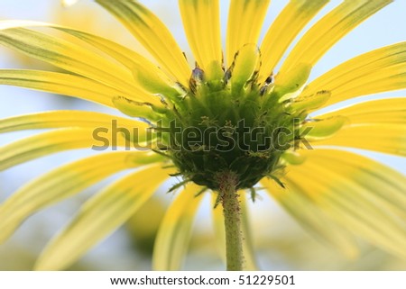 Spring wild yellow flower viewed from below