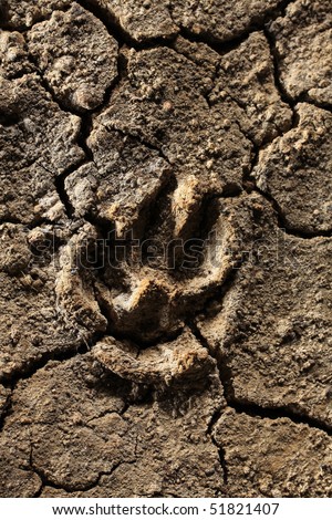 Dog footprint in dried land