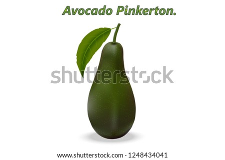 Realistic 3d avocado Pinkerton, Latin name - Persea americana, on a white background with realistic shadows. Vector illustration.