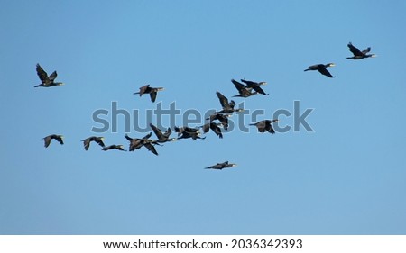 Similar – Image, Stock Photo Group of cormorants in a Llobregat Delta, Barcelona, Spain