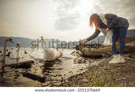 Similar – Foto Bild Junge Frau füttert Schwäne, am Ufer.