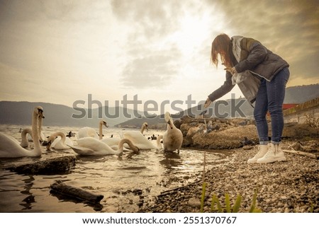 Similar – Foto Bild Junge Frau füttert Schwäne, am Ufer.