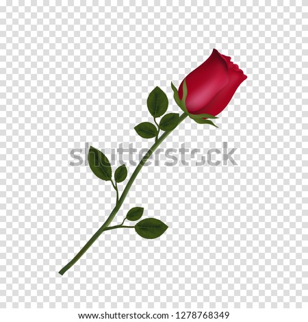 Vector illustration of photo-realistic, highly detailed flower of red rose isolated on transparent background. Beautiful bud of red rose on long stem. Clip art for valentines, love, wedding, design.
