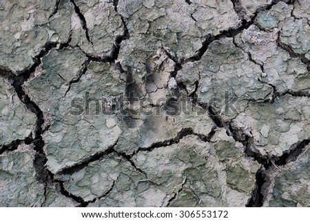 dog paw footprint close up in cracked dry ground