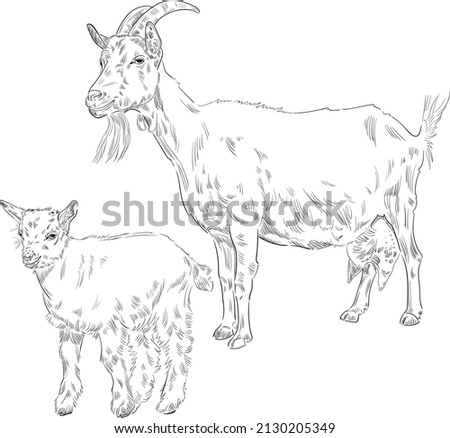 Similar – Image, Stock Photo Young goat Goats Animal