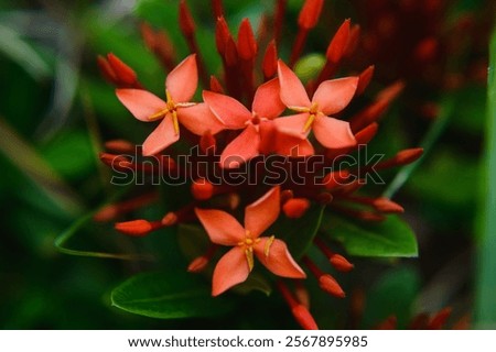 Similar – Image, Stock Photo Chrysanthemum macro Flower