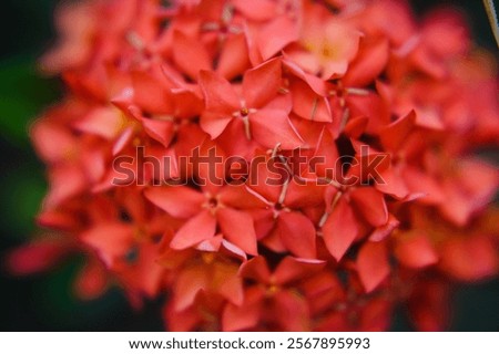 Similar – Image, Stock Photo Chrysanthemum macro Flower