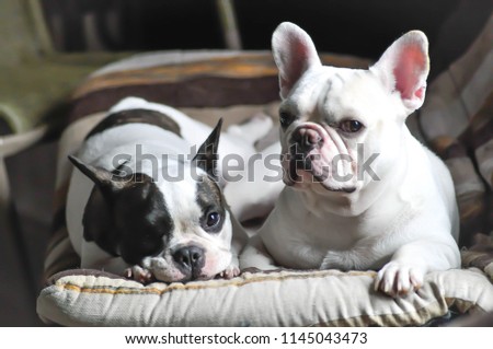 Similar – Image, Stock Photo two French bulldogs going downstairs on walk