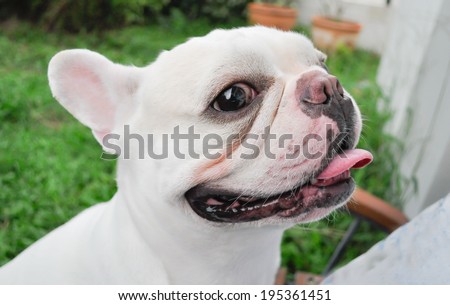 a panting dog in the gaden