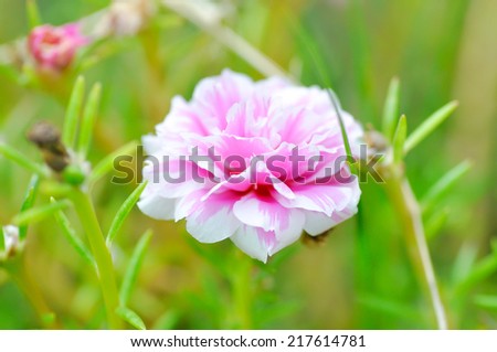 Portulaca, Moss Rose, Sun plant, Sun Rose,purslane,pussley flower in the garden