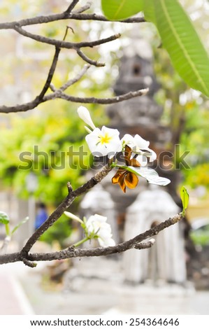 frangipani flower,Plumeria  , Apocynaceae, Pagoda tree, Temple tree