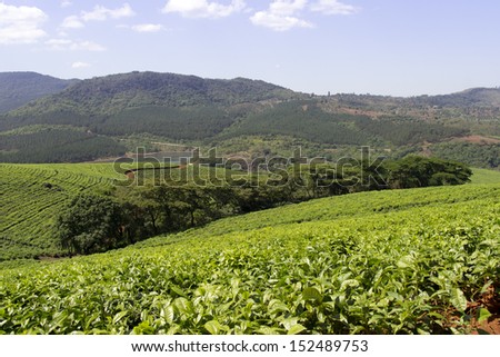 Tea plantations in South Africa