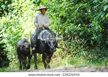 KOTA BELUD, SABAH MALAYSIA. September 1, 2014 : Liman Gontirik, 70 years, rides his water buffalo back home after monitoring his cow ranch about 3 kilometer away from his house near Kota Belud Sabah.