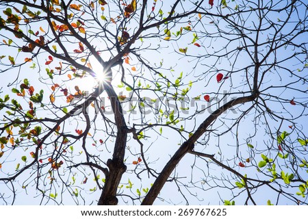 Colorful leaves and tree trunk in semi silhouette with a bright sun shining through suitable for artistic background for artwork.