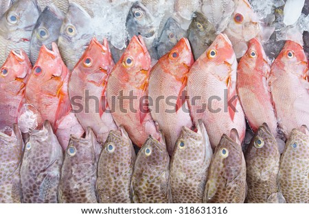 Fresh fishes in market with red and white snapper at display. Good quality of marine products.