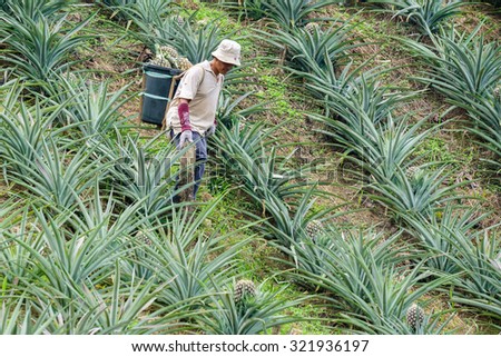 Kiulu Sabah Malaysia - September 29, 2015:Unidentified farmer harvesting pineapple from his hilly farm in Kiulu Sabah.Pineapple farming is among popular activities in hilly land of Kiulu.