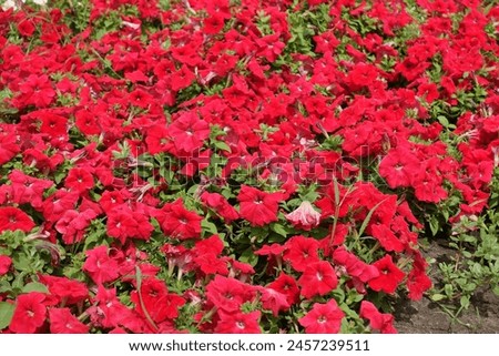 Similar – Image, Stock Photo Garden with countless red and yellow tulips and flowers