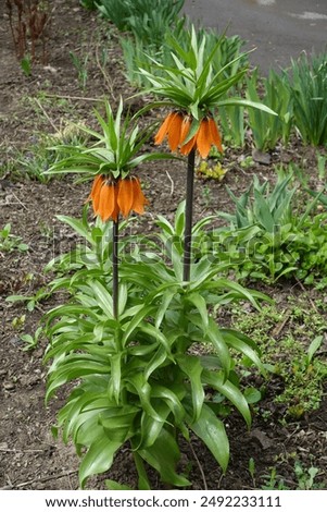 Similar – Image, Stock Photo Fritillaria imperialis (crown imperial, fritillary or kaiser crown) is a species of flowering plant in the lily family. Close-up