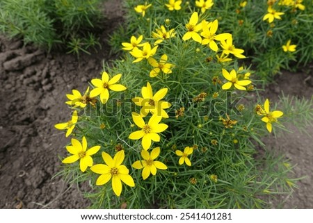 Image, Stock Photo Inflorescence of Coreopsis Up Tick