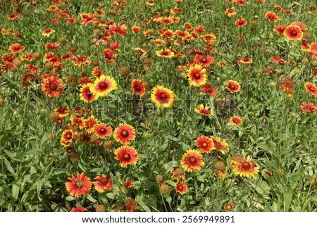 Similar – Image, Stock Photo Garden with countless red and yellow tulips and flowers