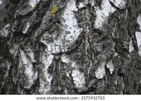 Similar – Image, Stock Photo Weeping birch in the morning winter sun