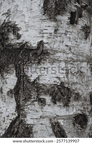 Similar – Image, Stock Photo Weeping birch in the morning winter sun