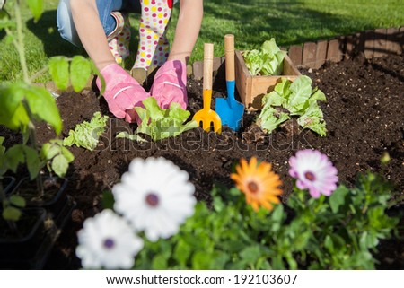 Woman wearing gloves planting lettuce and tomatoes, gardening concept