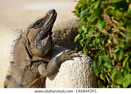 The big lizard is basked in the sun with open eyes