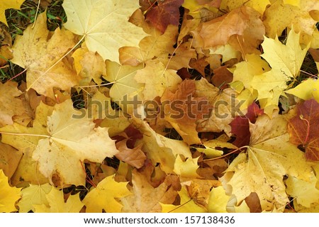 Autumn background from yellow maple leaves close up which fell down to the earth