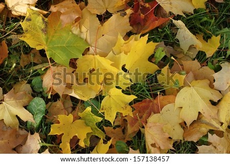 Multi-colored leaves of a maple fell down and lie on the autumn earth, for a background