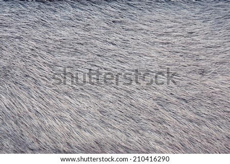 fluffy texture of fur of wild animals of gray-haired color for abstract backgrounds
