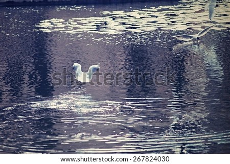 the digital photo with a retro effect white seagull with open wings flew up over water from a surface of the big lake, blank space for the text