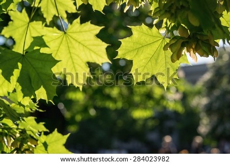 closeup of the green growing leaves of a maple and place for the text