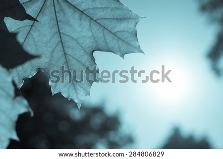 closeup of the big blue growing leaf of a maple and place for the text against the sky