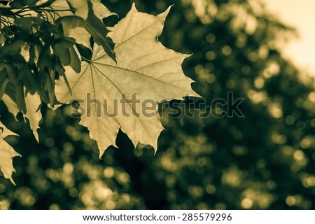 big leaf of a maple closeup in beams of bronze color and a place for the text on an indistinct background
