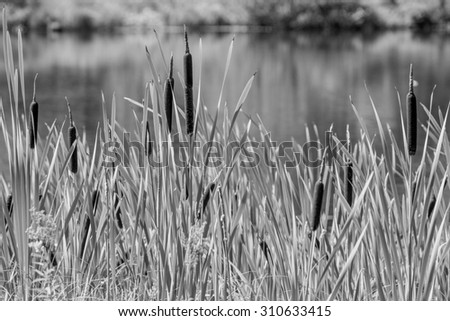 the wild grass of the blossoming cane grows on the bank of the lake monochrome tone and a blank space for the text