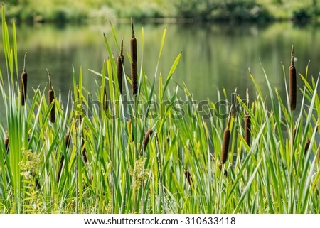 the wild grass of the blossoming cane grows on the bank of the lake and a blank space for the text