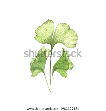 Watercolor illustration of Gingko Biloba leafe isolated on white background. Medical plant vegan food. 商業照片 © 