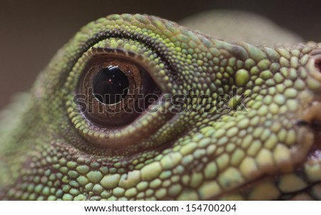 Agamic Reptile Eye