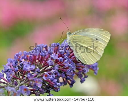 White Butterfly on a butterfly bush flower