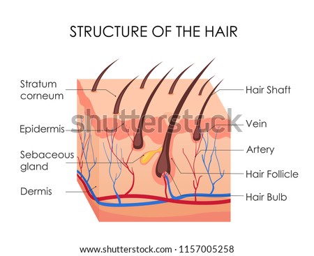 Vector illustration of human hair diagram. Piece of human skin and all structure of hair on the white background. Medical Treatment of baldness, epilation concept.