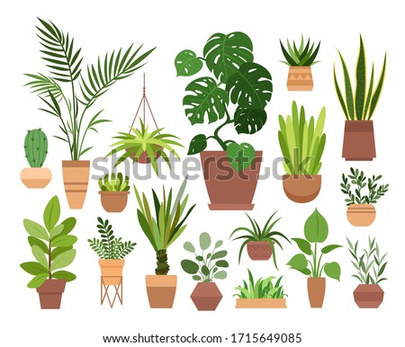 Plant in pot vector illustration set. Cartoon flat different indoor potted decorative houseplants for interior home or office decoration, green garden floral collection icons isolated on white Imagine de stoc © 