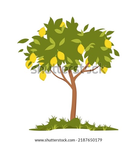 Lemon tree vector illustration. Cartoon isolated ripe yellow citrus fruits growing on tree branches with crown of green foliage, cultivated tree with lemons crop in tropical orchard, grove or garden