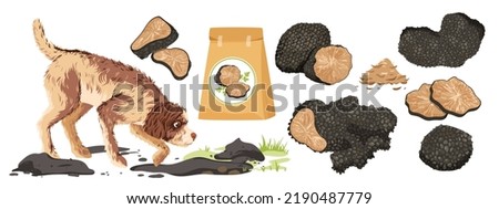 Black truffle mushroom set vector illustration. Cartoon isolated Lagotto Romagnolo dog hunting for truffle tubers, packaging with organic aroma product for cooking, fungi cut in half and slices