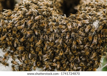 Selective focus. Close up of bees. Swarm of bees, their thousands and the queen bee. Catching the bee swarm. The beekeeper caught a swarm of bees in a box. Beekeeping background. Beekeepers day.