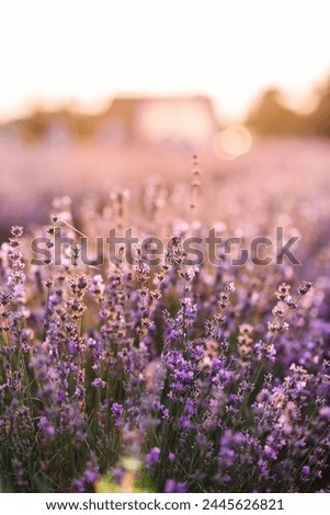 Similar – Image, Stock Photo Lavender in the summer wind