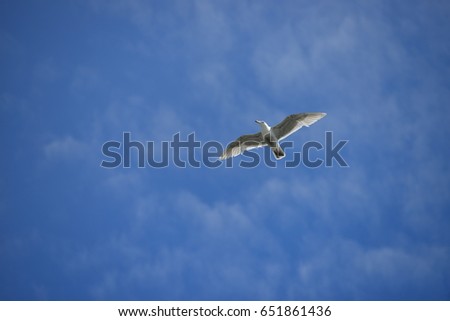 Similar – Image, Stock Photo Flying fish Overview