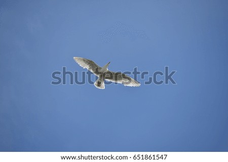 Similar – Image, Stock Photo Flying fish Overview