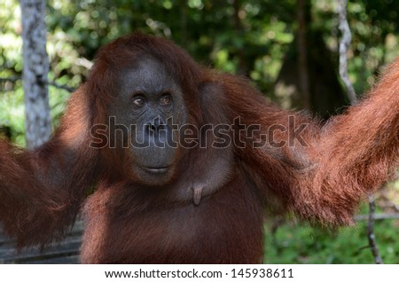 A female orang utan in Semenggoh Nature Reserve (Orang Utan Reserve park) in Kuching, Malaysia